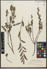 Foto von Salix repens L.
